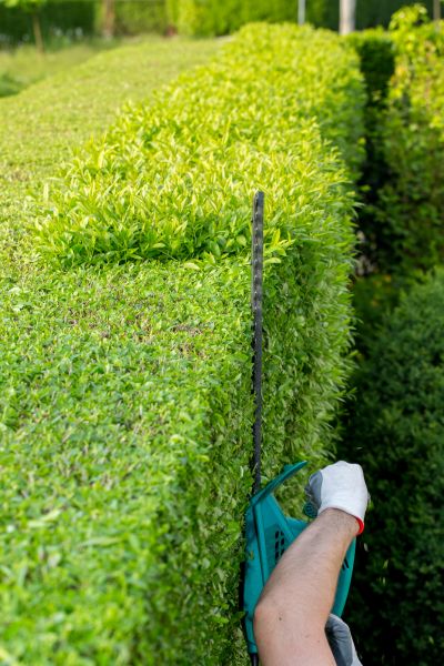 Hedge Trimming in Jeffersonville